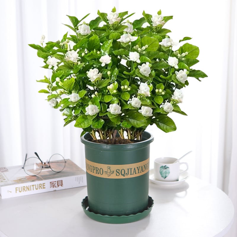 LAST DAY Promotion 49% OFF 🌸Beautiful Jasmine
