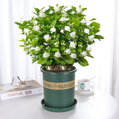 LAST DAY Promotion 49% OFF 🌸Beautiful Jasmine
