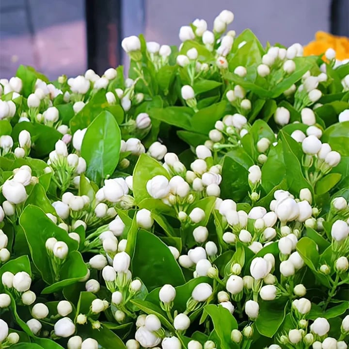 LAST DAY Promotion 49% OFF 🌸Beautiful Jasmine