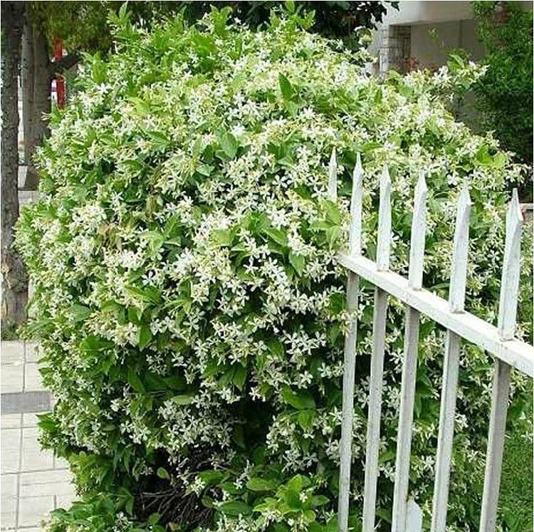 LAST DAY Promotion 49% OFF 🌸Beautiful Jasmine