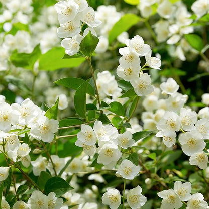 LAST DAY Promotion 49% OFF 🌸Beautiful Jasmine